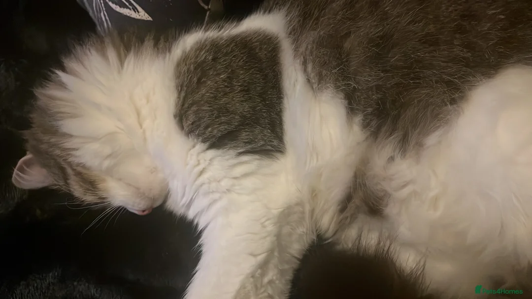 Mixed Breed cats for sale: Beautiful fluffy tabby kittens  in Wallasey - Advert 1