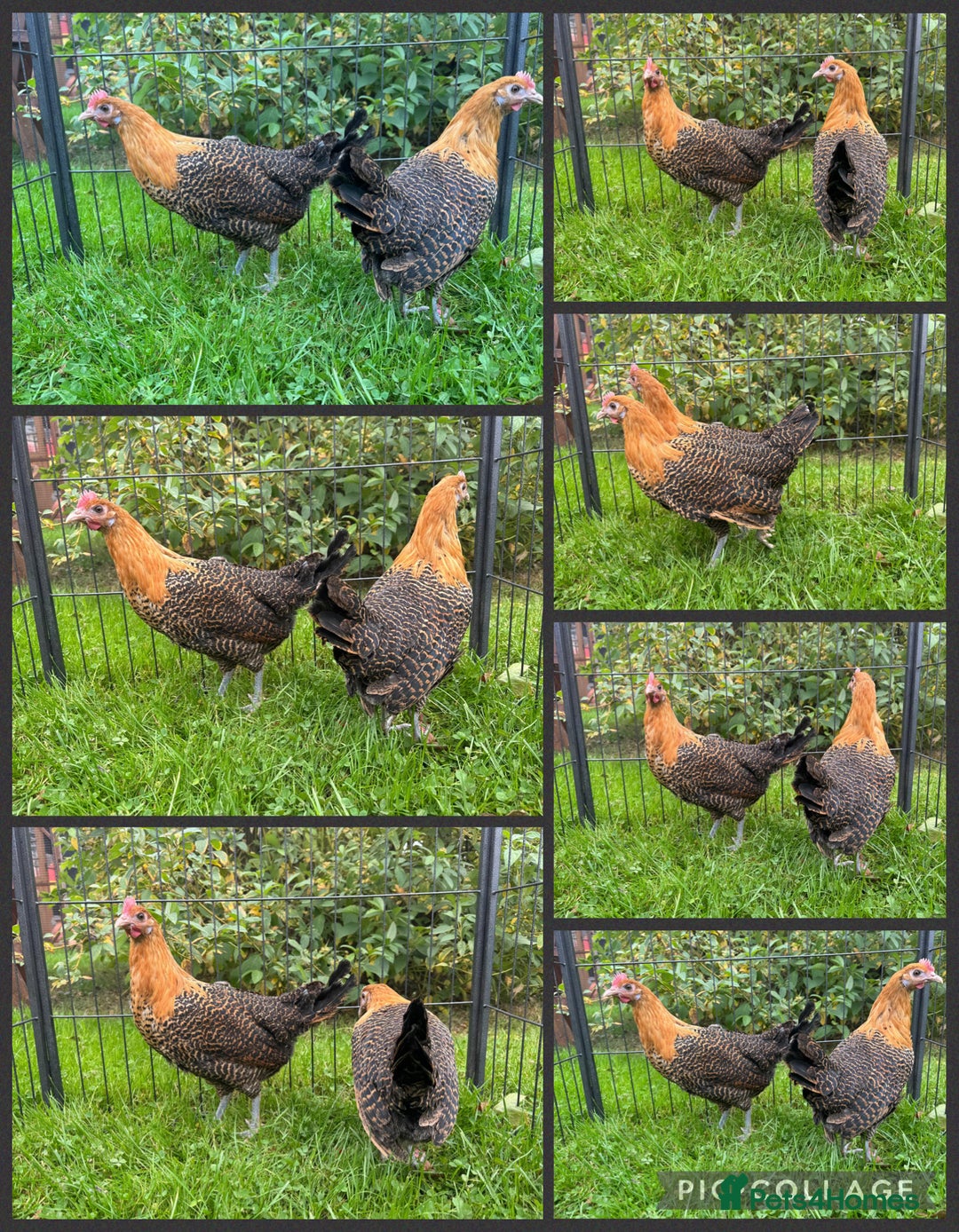 Chickens poultry for sale: Silver Spangled Hamburg chickens - Image 5