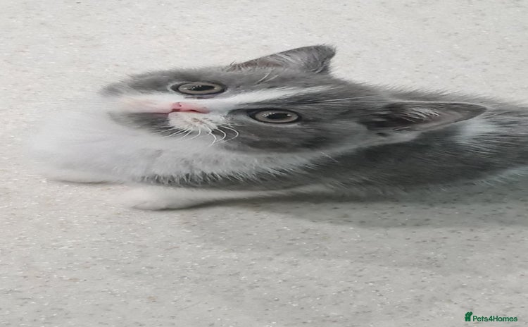 British Shorthair cats LAST KITTEN *READY NOW* - Advert 16