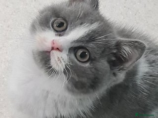 British Shorthair cats LAST KITTEN *READY NOW* - Advert 5