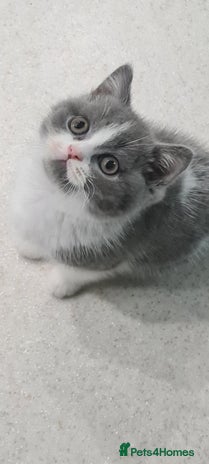 British Shorthair cats LAST KITTEN *READY NOW* - Advert 16