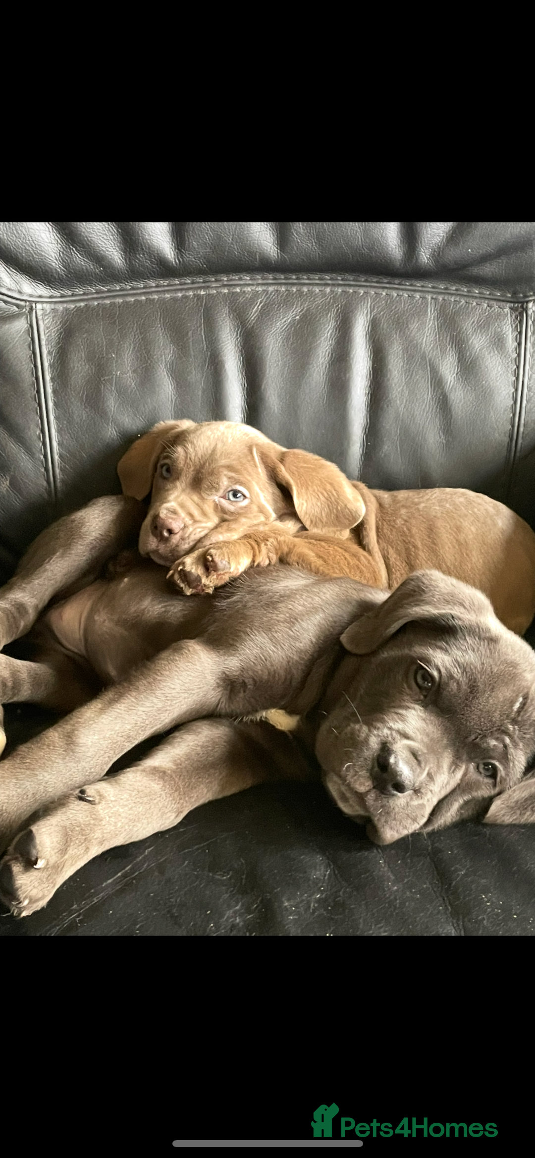 Cane Corso dogs for sale: cane corso pups  - Advert 1