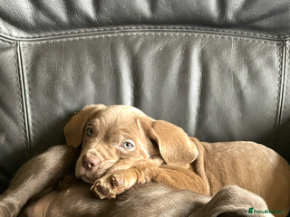 Cane Corso dogs - Advert 27