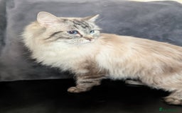 Ragdoll cats for sale: GCCF Pedigree Ragdoll Kittens Champion Lines - Image 23