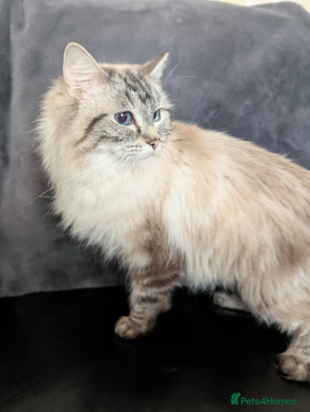 Ragdoll cats for sale: GCCF Pedigree Ragdoll Kittens Champion Lines - Image 23