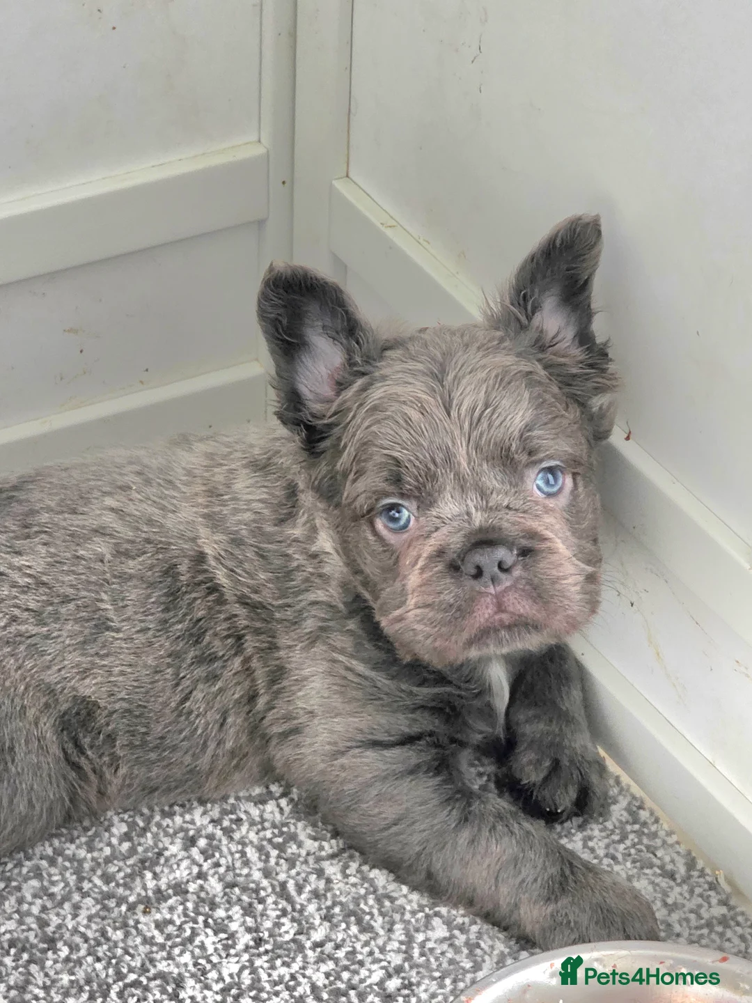 French Bulldog dogs for sale: Fluffy french bulldog puppies - Advert 3