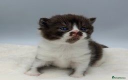British Shorthair cats for sale: PEDIGREE REGISTERED CHUNKY BRITISH SHORTHAIRS  - Image 36