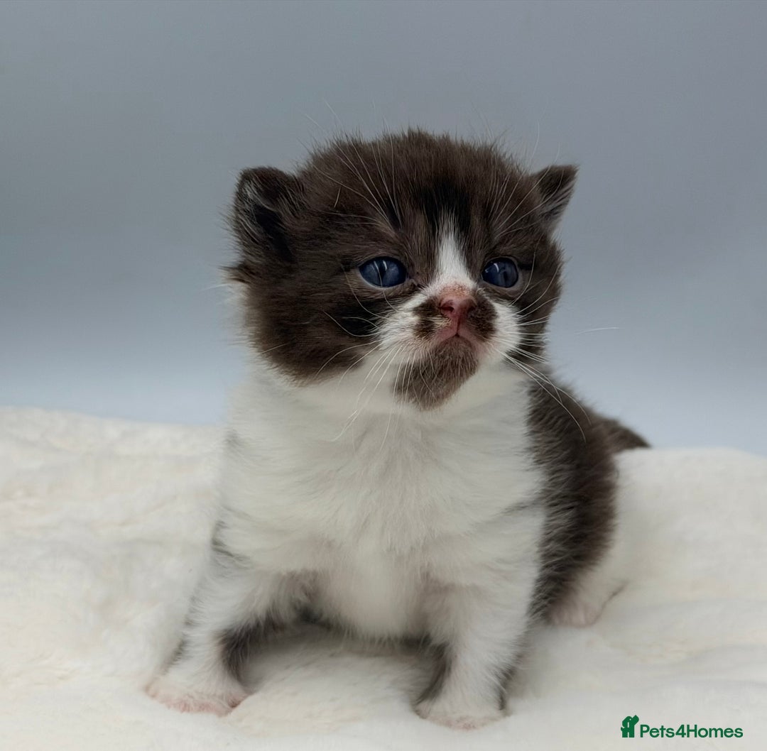 British Shorthair cats for sale: PEDIGREE REGISTERED CHUNKY BRITISH SHORTHAIRS  - Image 36