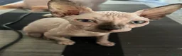 Sphynx cats for sale: Last 2 girls reduced  - Advert 8