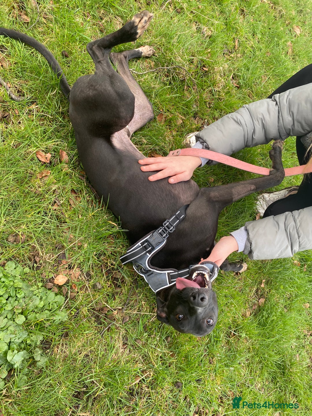 Whippet dogs for sale: Milo  - Advert 4