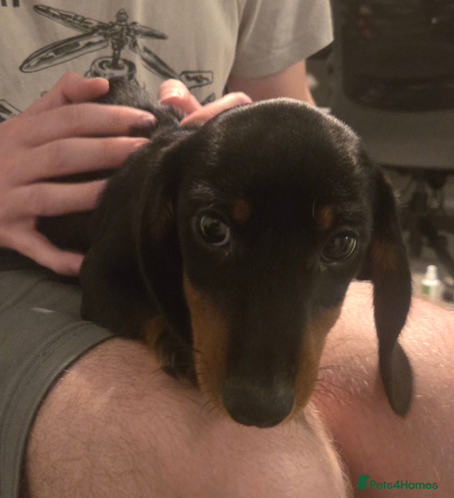 Dachshund dogs Dachshund puppy - Advert 1