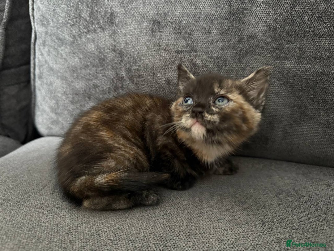 American Shorthair cats for sale: Smart stunning mixed colour kittens  - Image 3