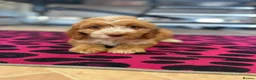 Cockapoo dogs for sale: F1 cockerpoo  - Advert 3