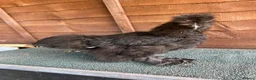 Chickens poultry for sale: Silkie cockerels in Ipswich - Advert 3