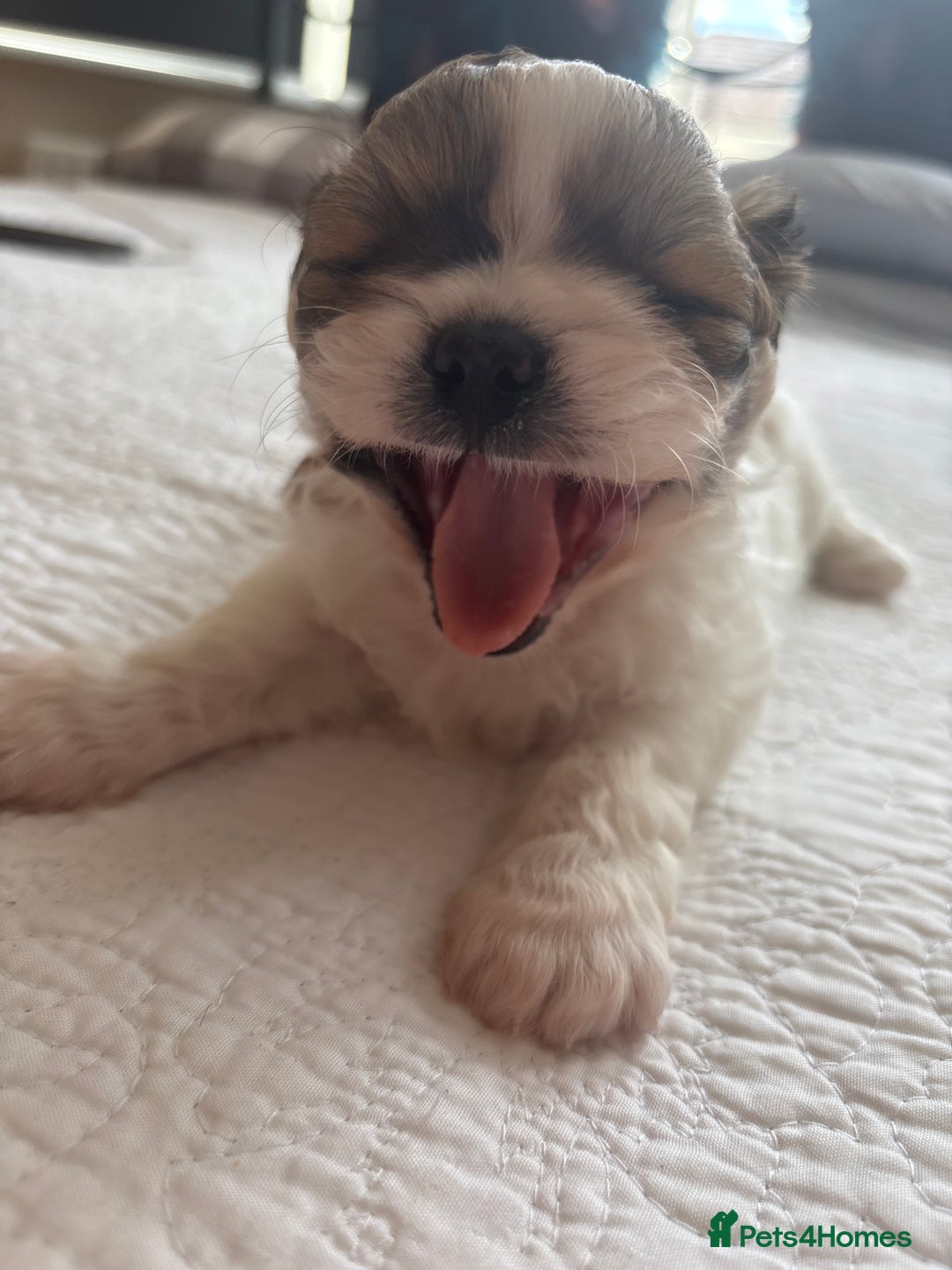 Shih Tzu dogs for sale: Shih Tzu puppies  - Image 14