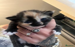Mixed Breed cats for sale: Kittens for sale  - Image 5