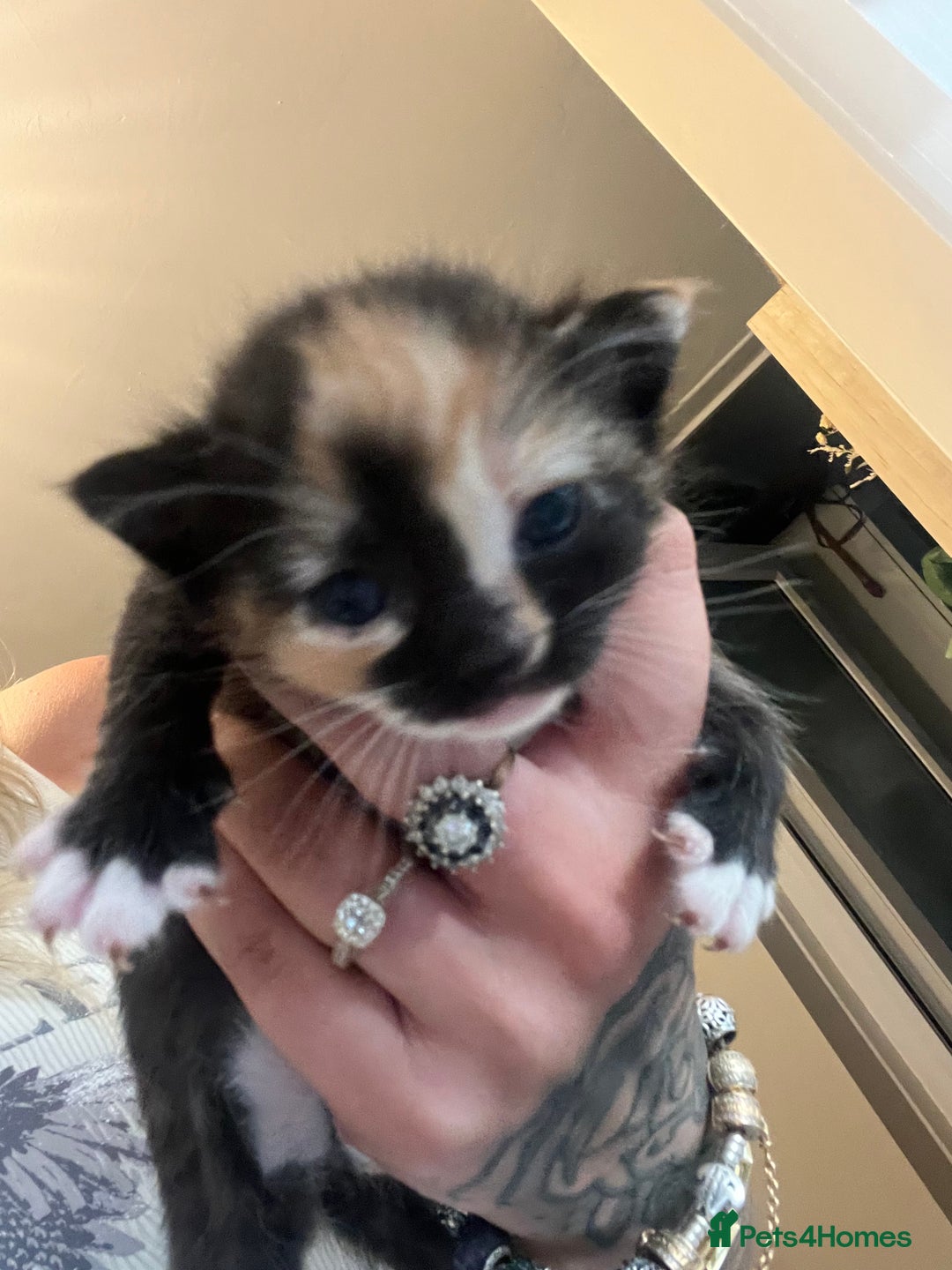 Mixed Breed cats for sale: Kittens for sale  - Image 5