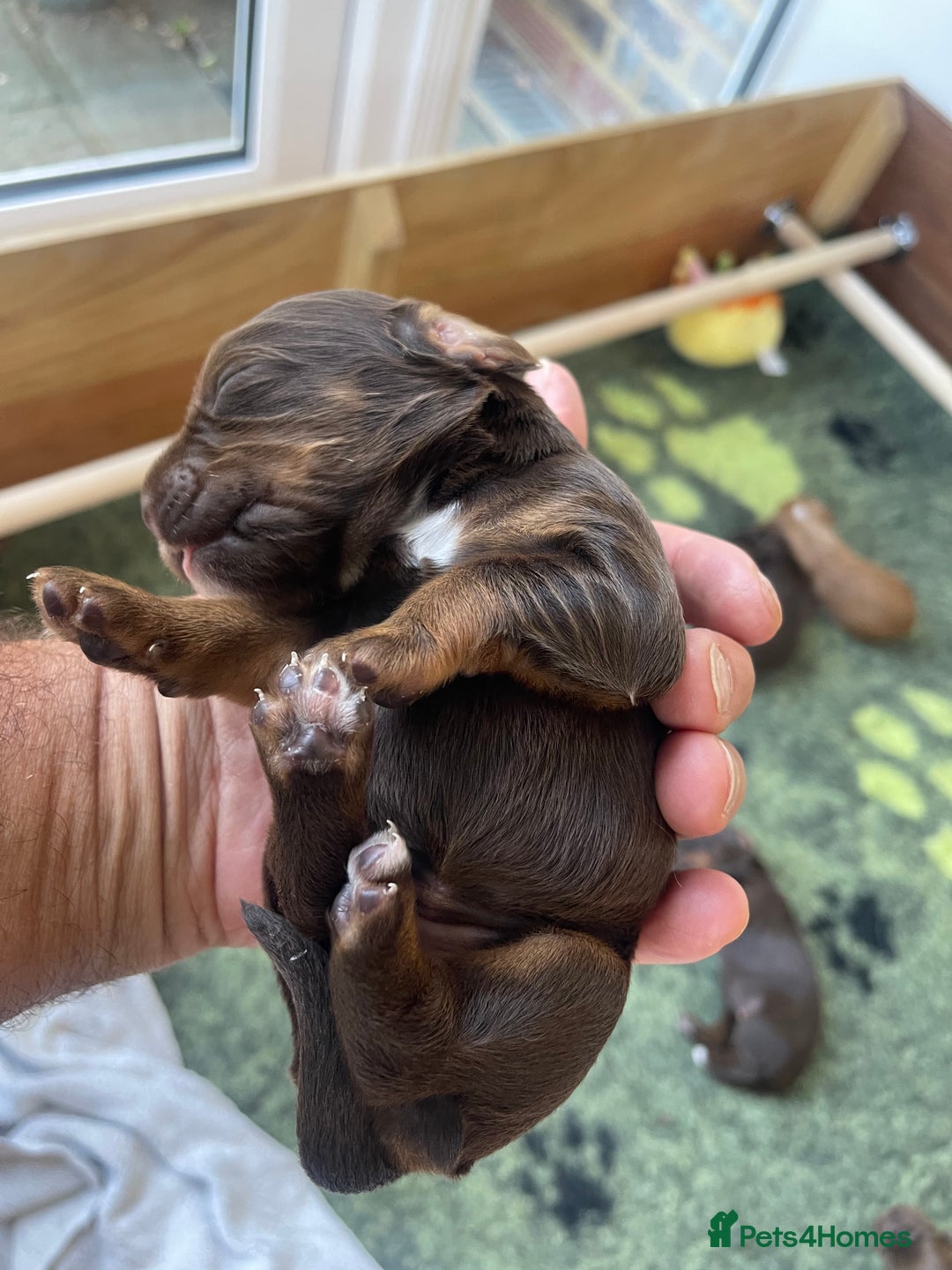 Cocker Spaniel dogs for sale:  KC Registered Working Cocker Spaniel Puppies - Image 33