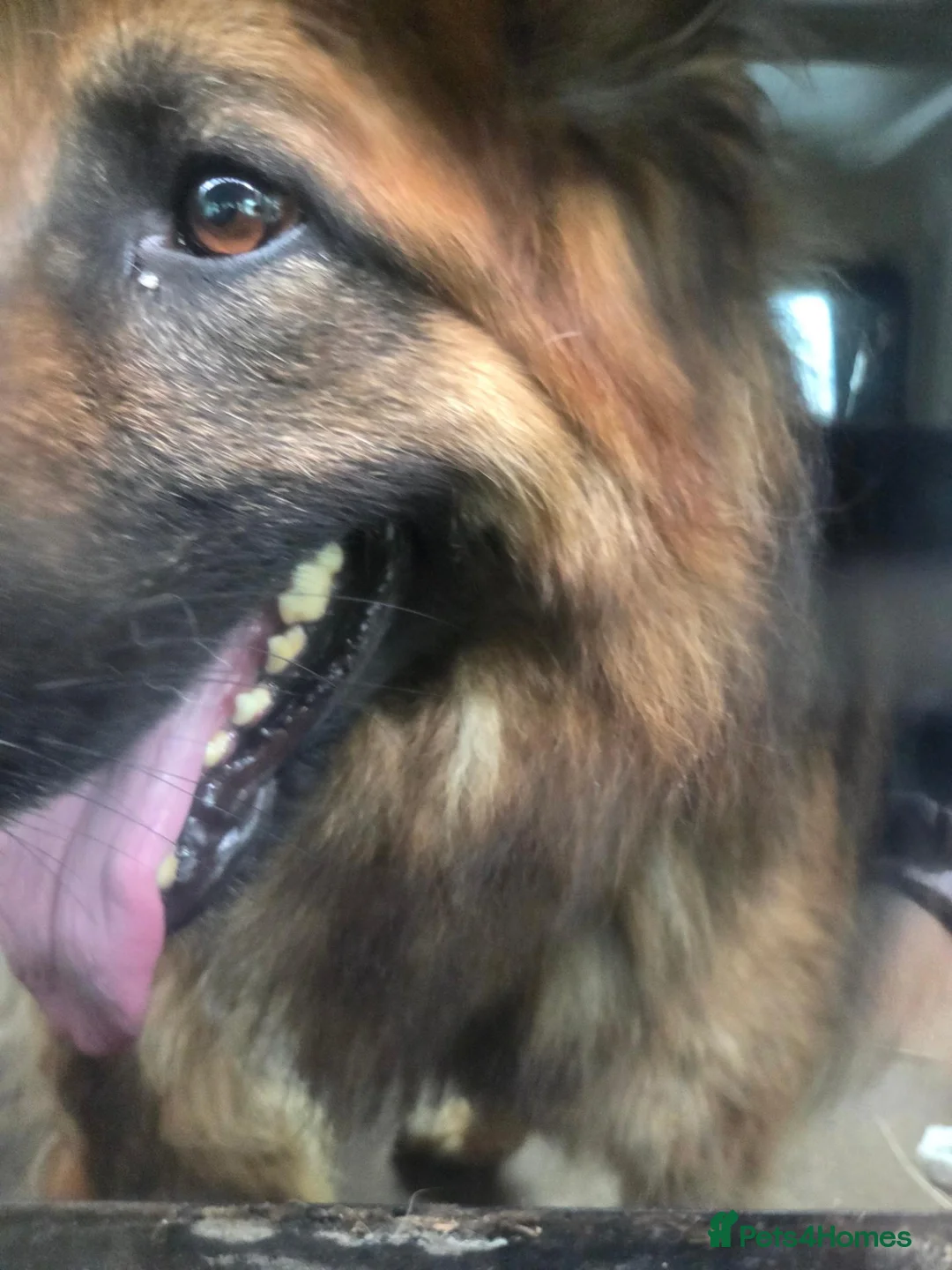 German Shepherd dogs for sale: Long haired German shepherds - Advert 2