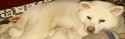Japanese Akita Inu dogs for sale: Japanese Akita Puppies🐶 - Advert 3
