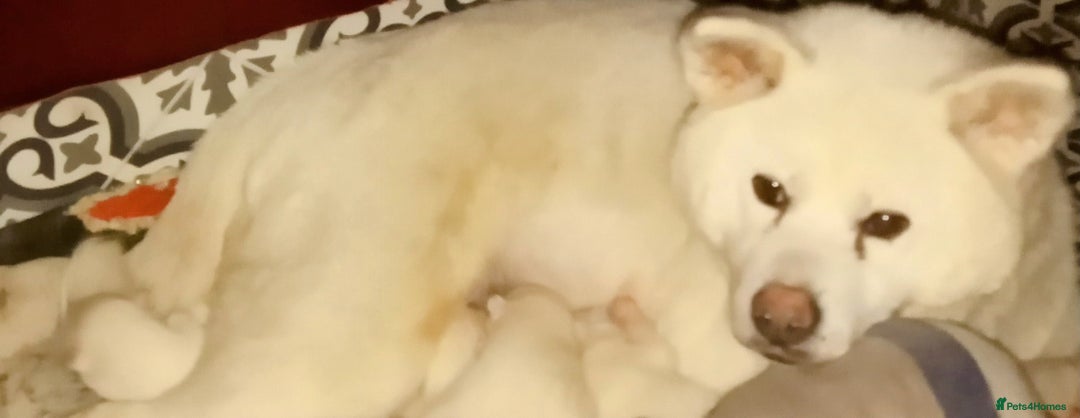 Japanese Akita Inu dogs for sale: Japanese Akita Puppies🐶 - Advert 3