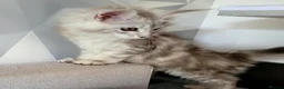 Maine Coon cats for sale: Tica registered maine coon kittens  - Advert 9