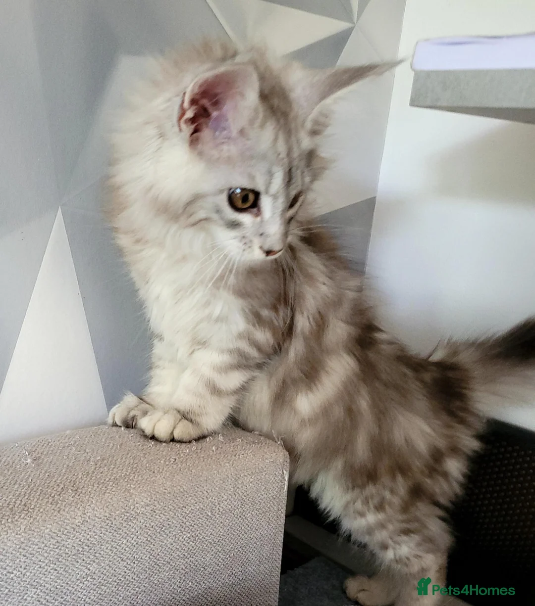 Maine Coon cats for sale: Tica registered maine coon kittens  - Advert 9
