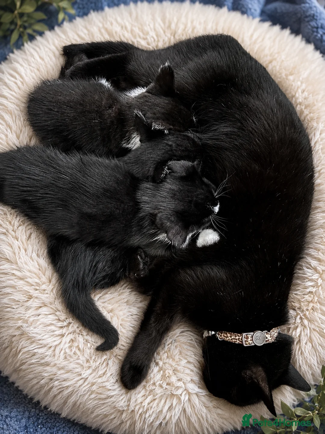 Mixed Breed cats for sale: Looking for their forever hone - Advert 1