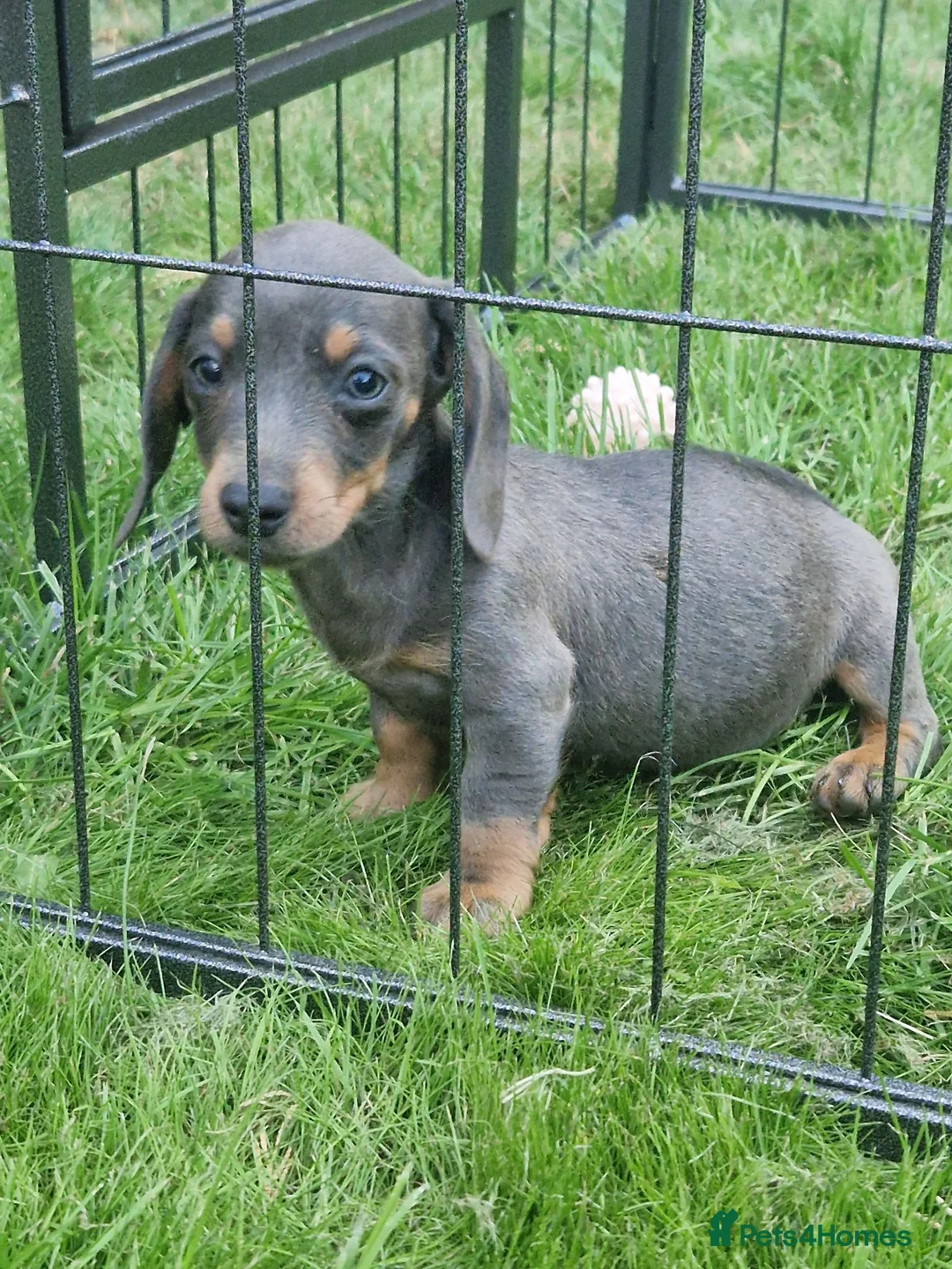Mixed Breed dogs for sale: READY NOWPatterjack x daxie 2boys 2Girl available  - Advert 2
