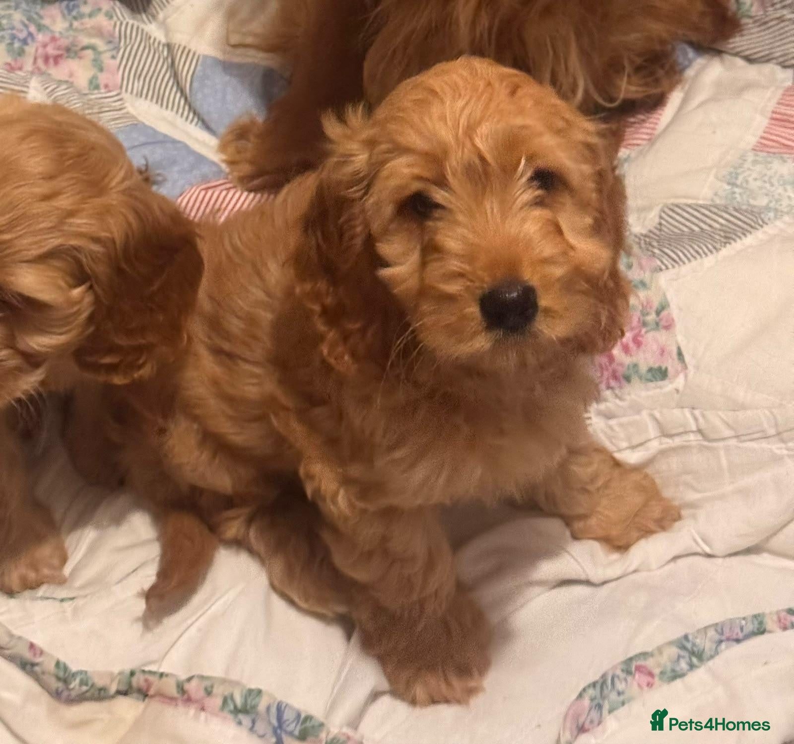 Cockapoo dogs QUALITY RUBY COCKAPOO PUPPIES - Advert 1
