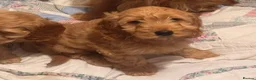Cockapoo dogs for sale: QUALITY RUBY COCKAPOO PUPPIES - Advert 6