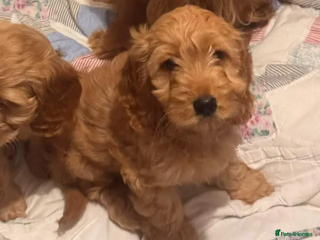 Cockapoo dogs for sale: QUALITY RUBY COCKAPOO PUPPIES - Advert 2