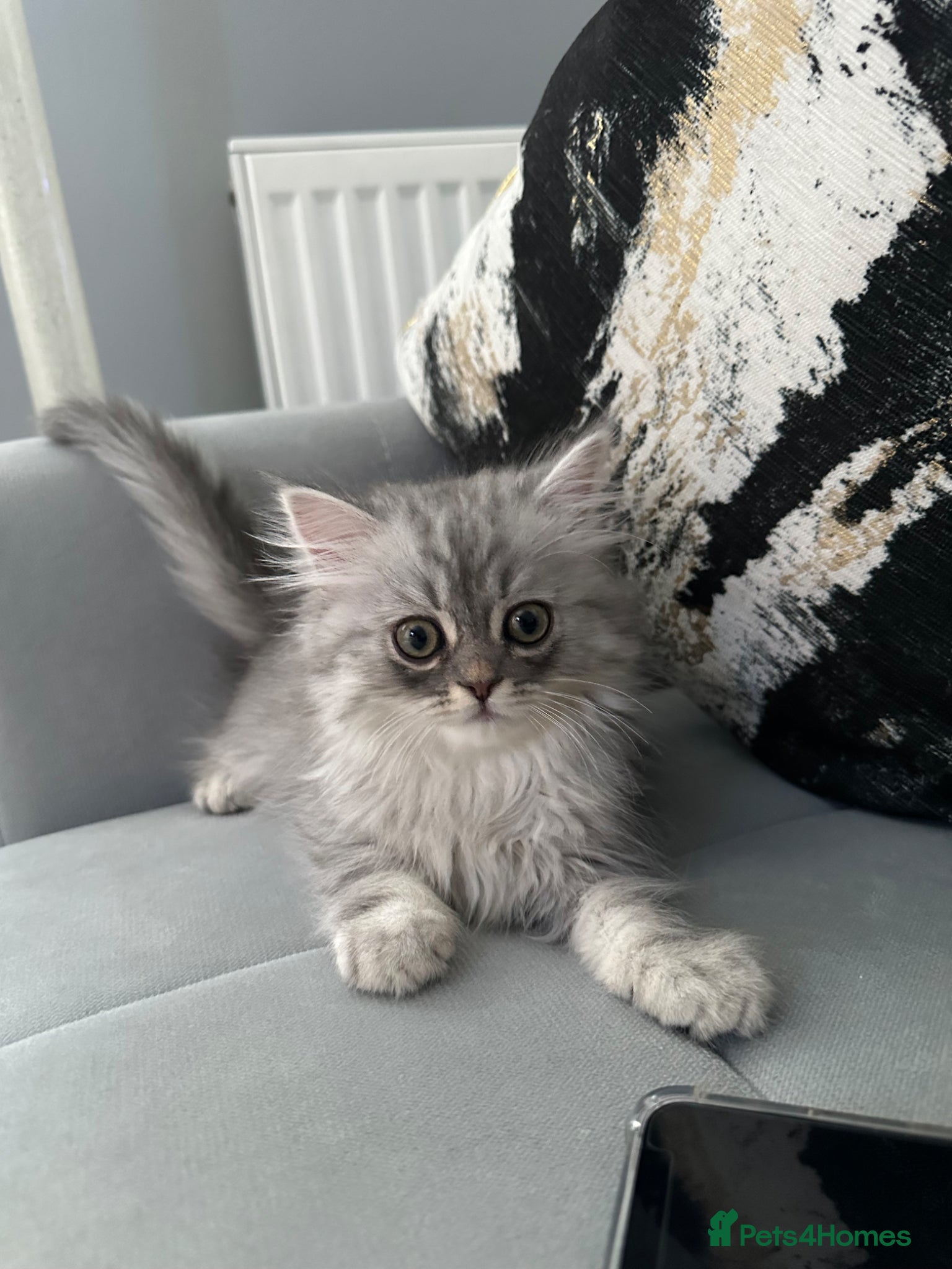 Persian cats for sale: Pure Persian long coat kitten’s - Advert 4