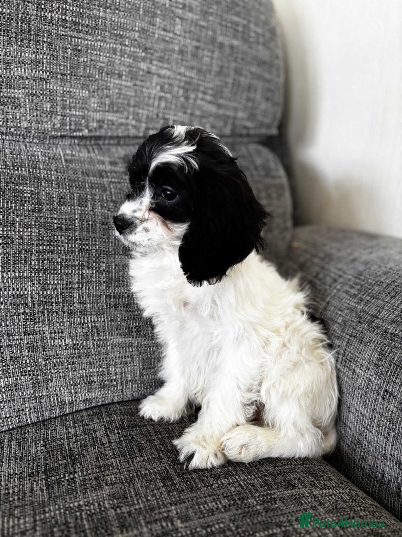 Cavapoo dogs Adorable Cavapoo puppies  - Advert 17