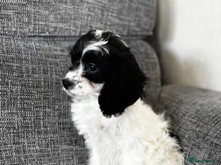 Cavapoo dogs Adorable Cavapoo puppies - Advert 17