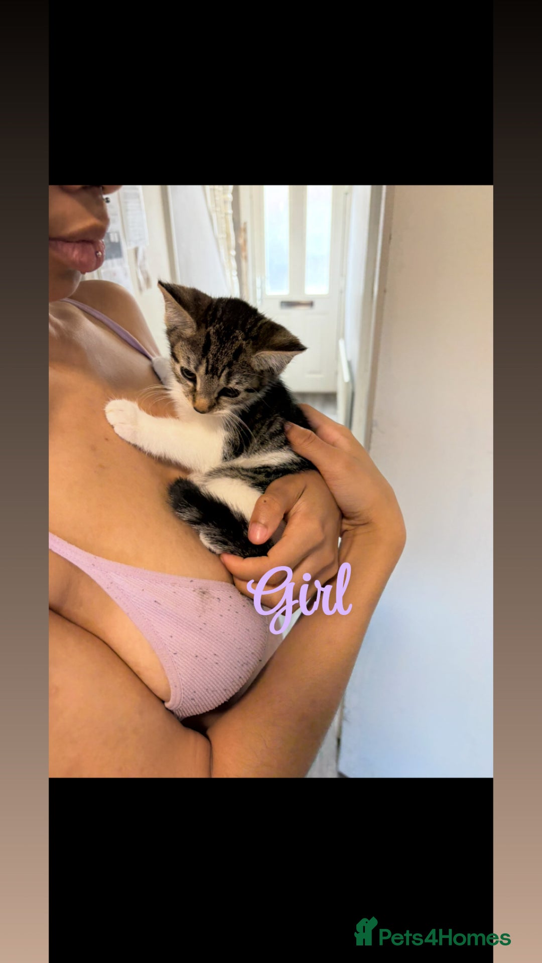 Mixed Breed cats for sale: Kittens  - Image 3