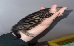 Bengal cats for sale: Stunning Bengal kittens - Image 7