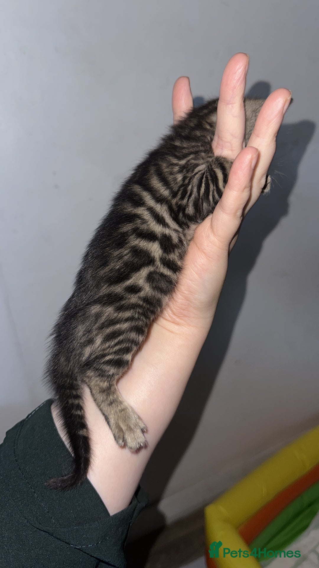 Bengal cats for sale: Stunning Bengal kittens - Image 7