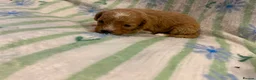 Cavapoo dogs for sale: Beautiful litter of cavapoo - Advert 21