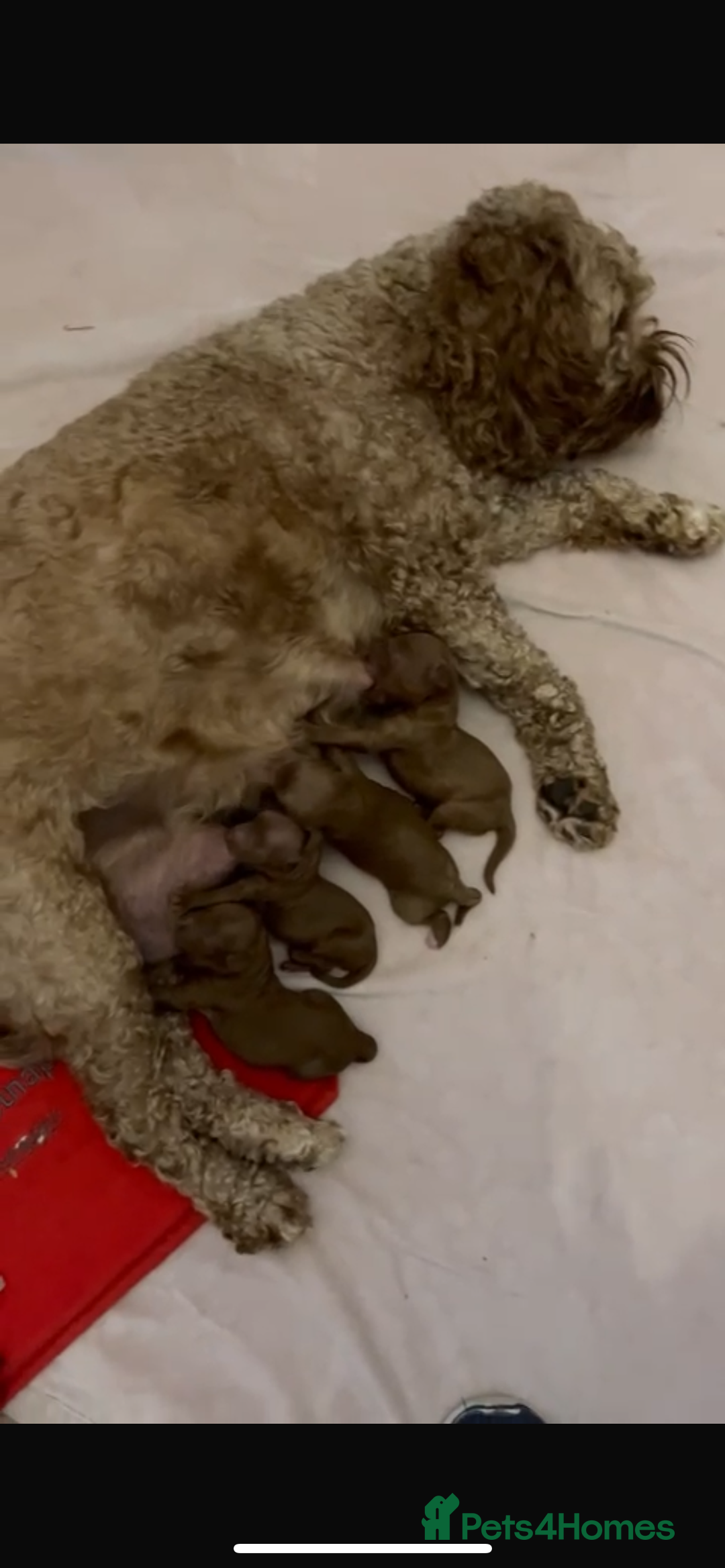 Cavapoo dogs for sale: Merlesque 5⭐️⭐️⭐️⭐️⭐️F1b Cavapoo’s  - Image 4