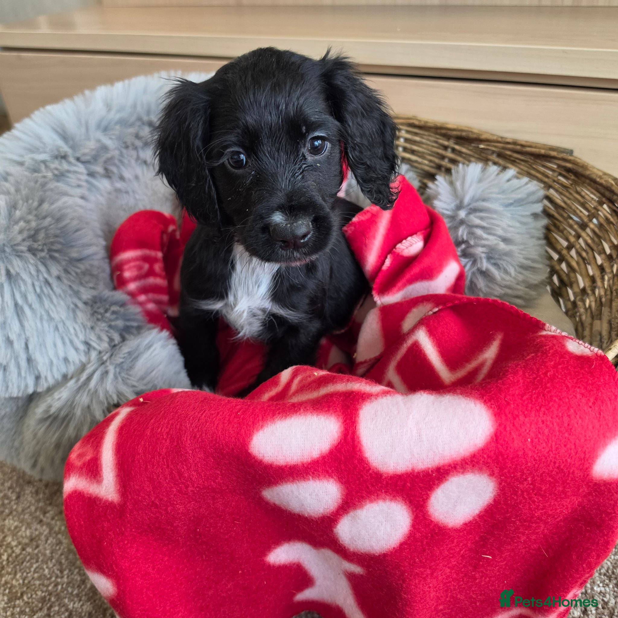 Cocker Spaniel dogs Amazing Working type Cocker Spaniels - Advert 2