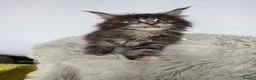 Maine Coon cats for sale: Superb quality Maine coon girls  - Advert 22