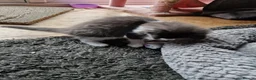 Mixed Breed cats for sale: 3 kitten for sale  - Advert 3