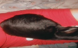 American Shorthair cats for sale: Bella  - Image 3