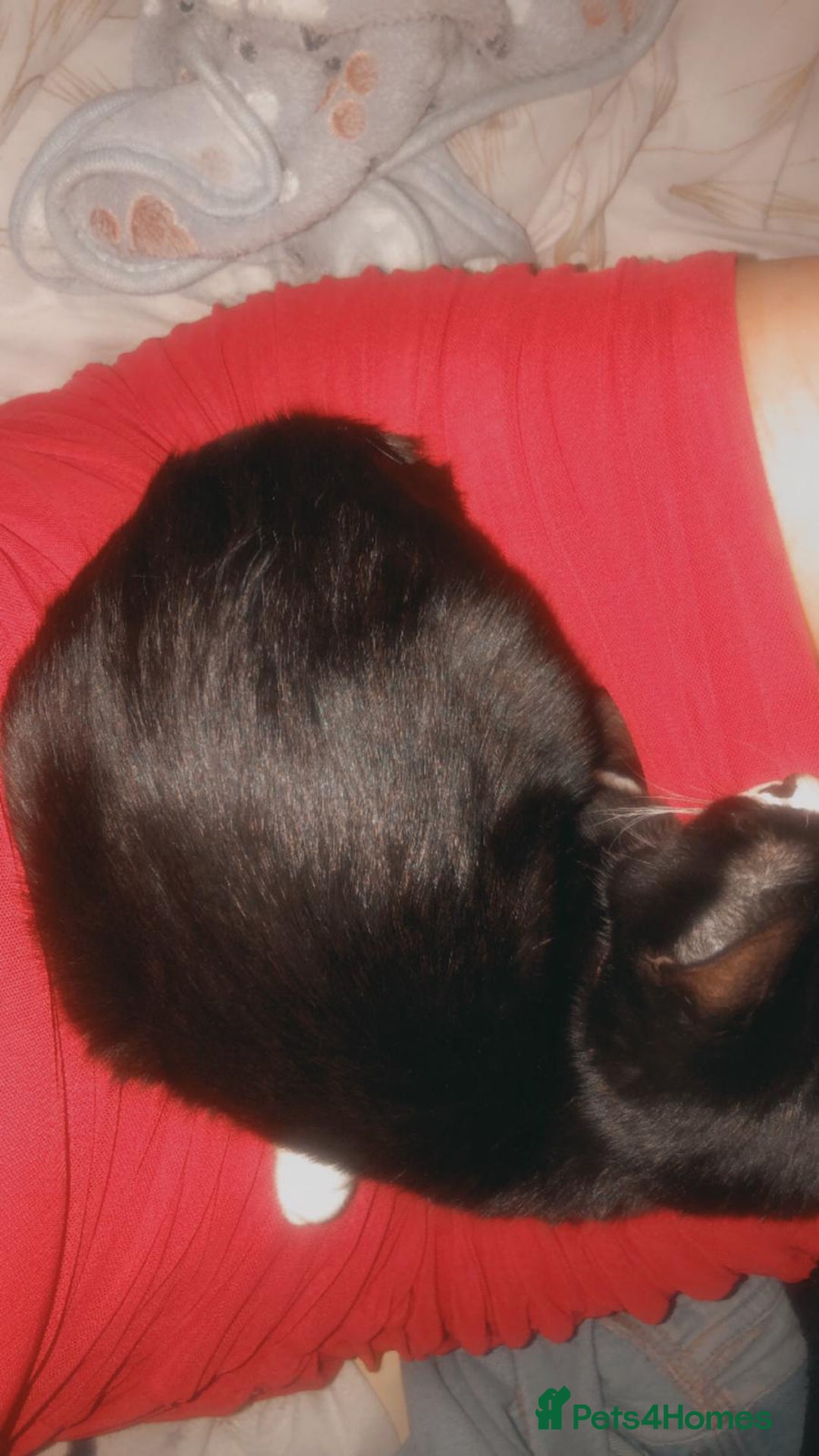 American Shorthair cats for sale: Bella  - Image 3