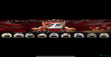 English Bulldog dogs - Advert 1