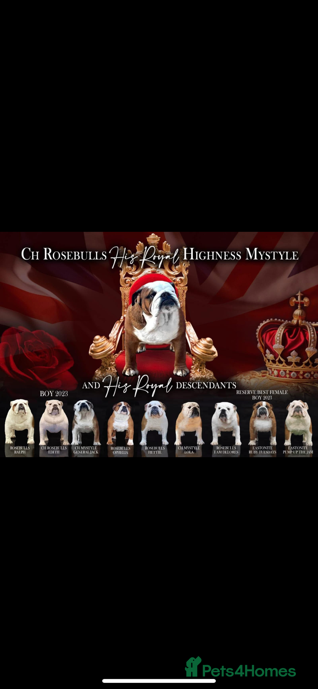 English Bulldog dogs for sale:  champion rosebull his royal highness puppies - Image 1