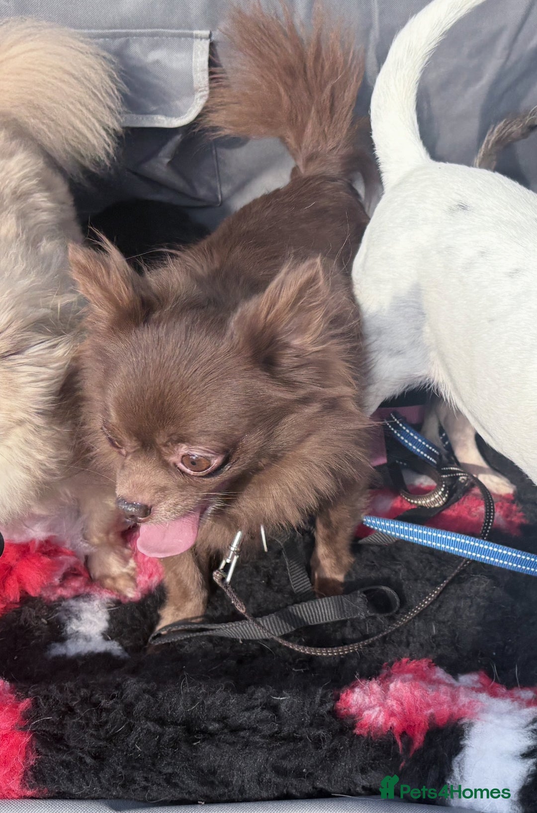 Chihuahua dogs for stud: Oscar for stud  in Warrington - Image 8