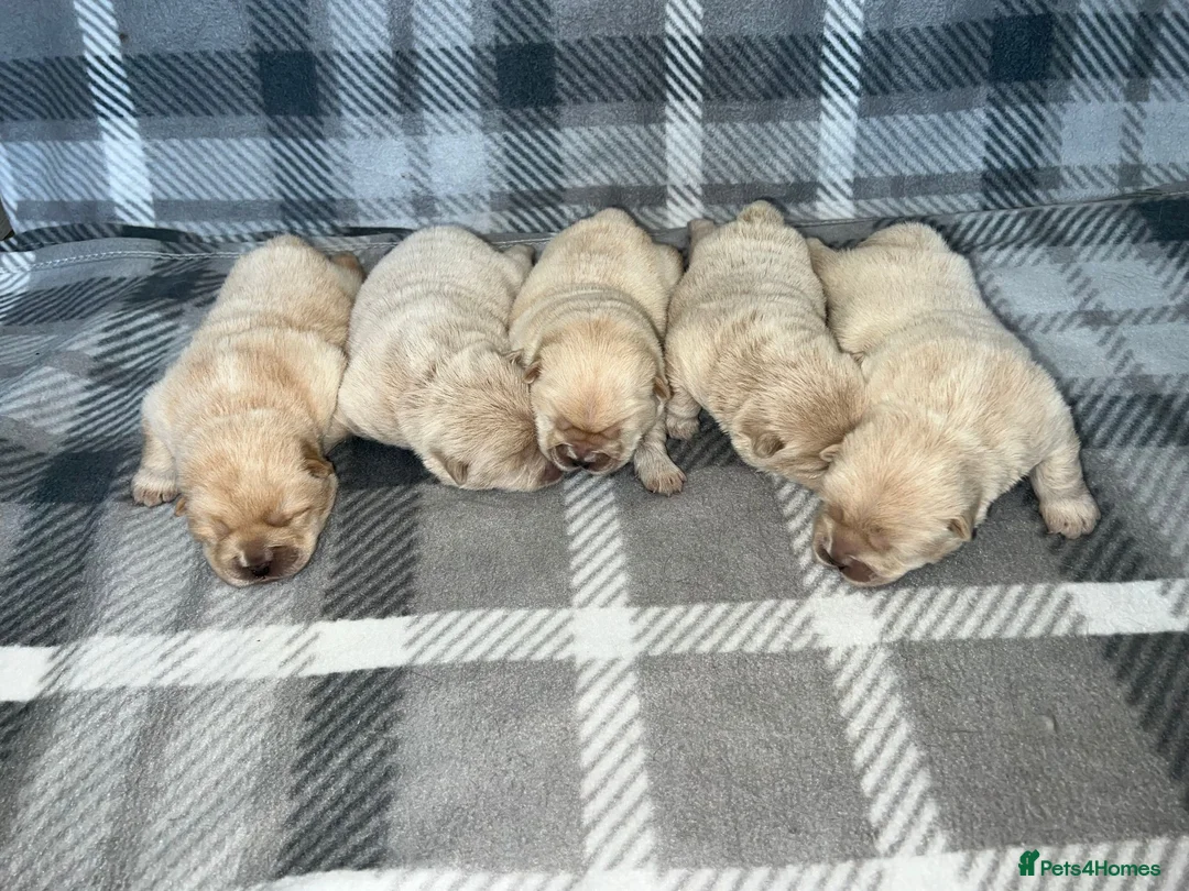 Chow Chow dogs for stud: SUMO- lilac, chocolate, rainbow producer in Cheltenham - Advert 8