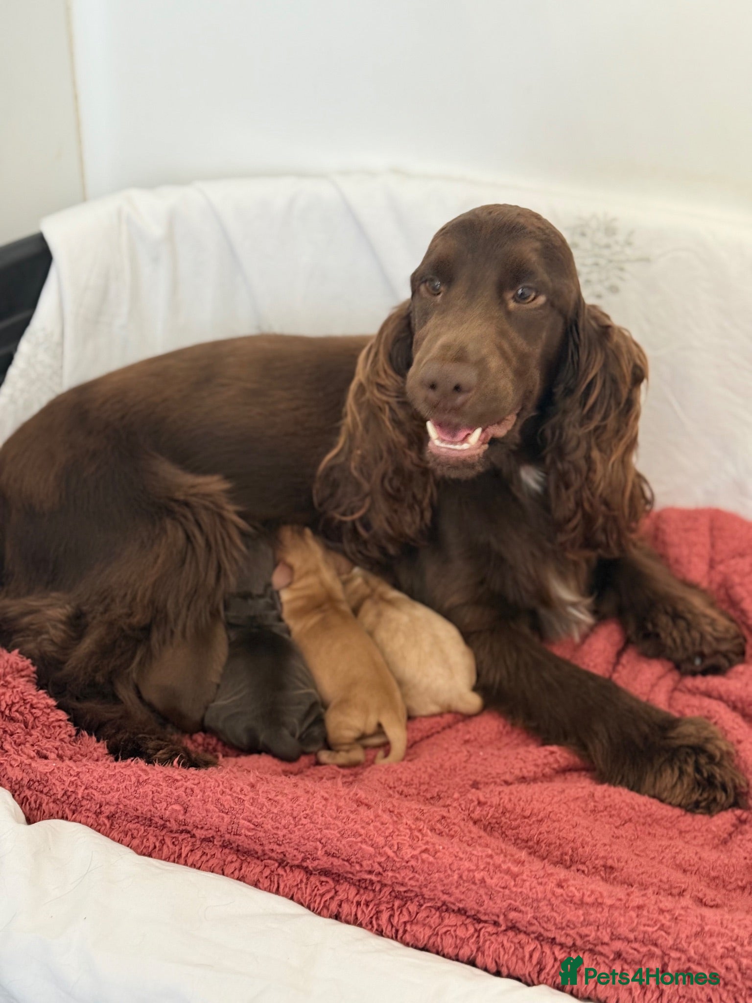 Cocker Spaniel dogs for sale: Show type cocker spaniels - Advert 1